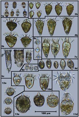 Phytoplankton Community Dynamic: A Driver for Ciliate Trophic Strategies